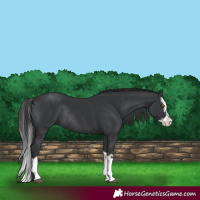 Horse Color:Black Splash Rabicano  and Black Splash Rabicano 