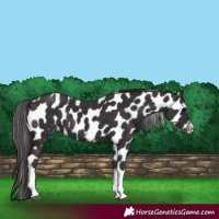 Horse Color:Smoky Black Tobiano Frame Near Leopard 