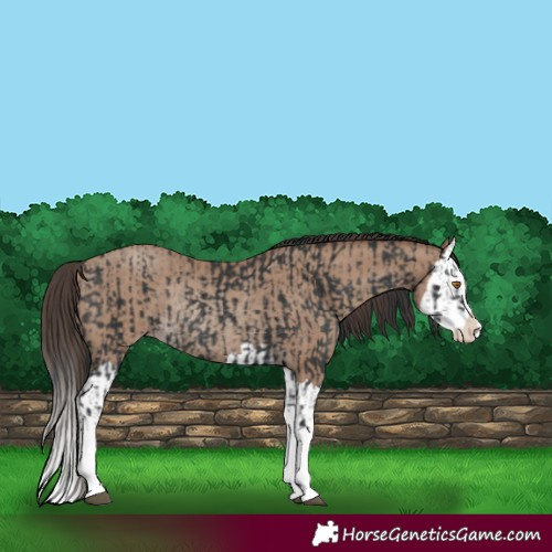 Horse Color:Black Splash Rabicano  and Classic Champagne Splash Rabicano 