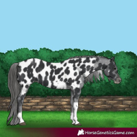 Horse Color:Black Tobiano Frame Appaloosa 