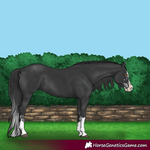 Horse Color:Black Splash Rabicano  and Black Splash 