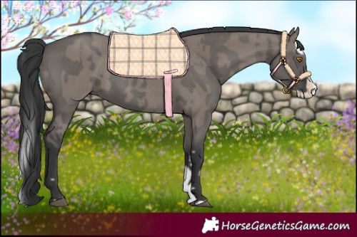 Horse Color:Grullo Splash Rabicano  and Grullo Splash Rabicano 