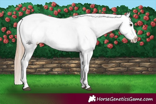 Horse Color:Red Dun Appaloosa  and Red Dun Appaloosa 
