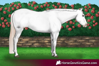 Horse Color:Red Dun Appaloosa  and Red Dun Appaloosa 