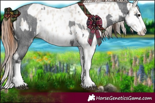 Horse Color:Blue Roan Sabino Splash  and Classic Champagne Roan Dun Sabino Splash Appaloosa 