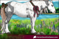 Horse Color:Blue Roan Sabino Splash  and Classic Champagne Roan Dun Sabino Splash Appaloosa 