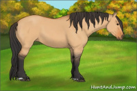 Horse Color:Bay Dun