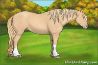 Horse Color:Gold Champagne 