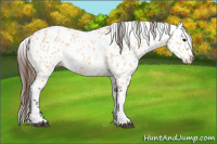 Horse Color:Bay Dun Appaloosa 