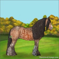 Horse Color:Bay  and Amber Champagne 