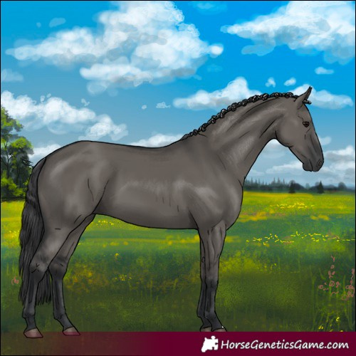 Horse Color:Grullo 