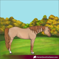 Horse Color:Unknown 