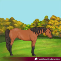 Horse Color:Unknown 
