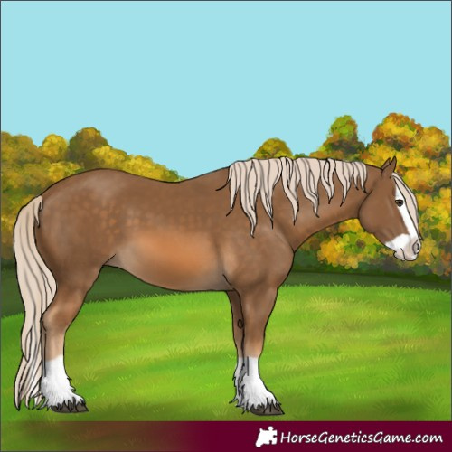 Horse Color:Chocolate Palomino Splash