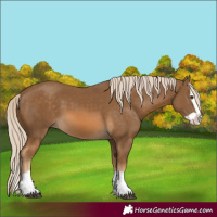 Horse Color:Chocolate Palomino Splash 