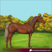 Horse Color:Chestnut 