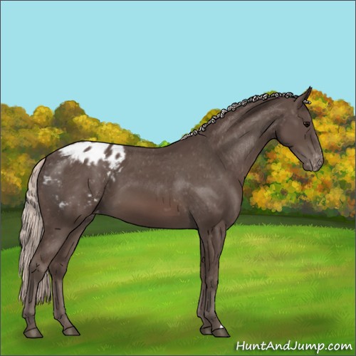 Horse Color:Silver Black Appaloosa 