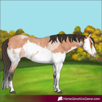 Horse Color:Bay Roan Splash Frame  and Bay Roan Splash Frame 