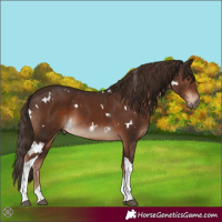 Horse Color:White Spotted Liver Chestnut Tobiano
