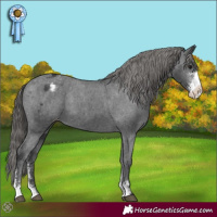 Horse Color:Black Sabino Appaloosa