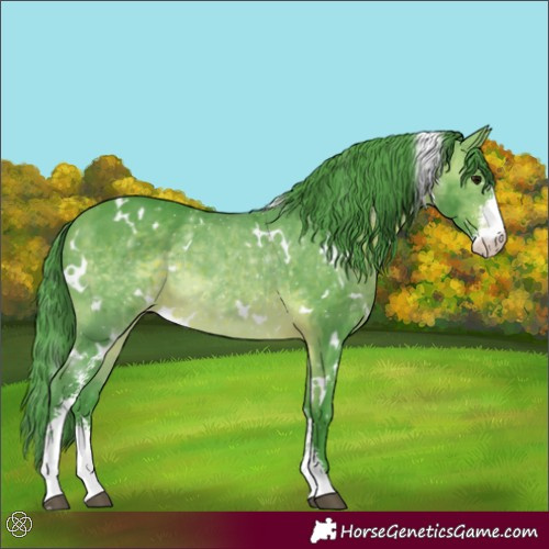 Horse Color:Watercolor White Spotted Bay Sabino Appaloosa 