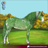 Horse Color:Watercolor White Spotted Bay Sabino Appaloosa