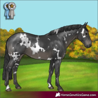 Horse Color:White Spotted Black 