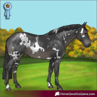 Horse Color:White Spotted Black