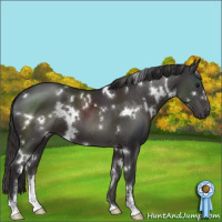 Horse Color:White Spotted Smoky Black Sabino 