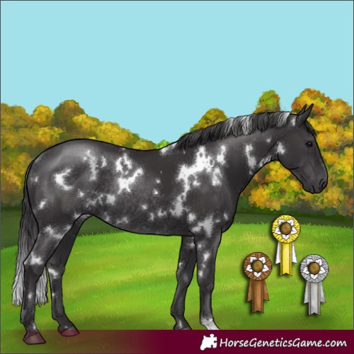 Horse Color:White Spotted Smoky Black Rabicano