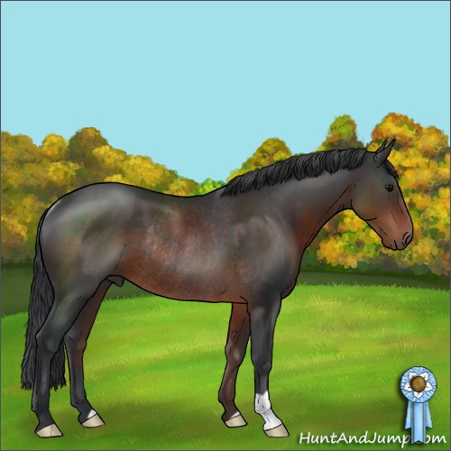 Horse Color:Brown Rabicano 