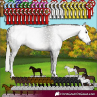 Horse Color:Gray Silver Black Sabino Appaloosa Rabicano 