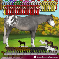 Horse Color:Gray Silver Black Sabino Appaloosa Rabicano 