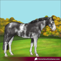 Horse Color:Smoky Black Sabino