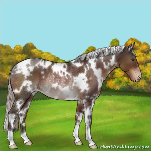 Horse Color:White Spotted Silver Brown Appaloosa Rabicano