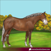 Horse Color:Gray Silver Sable Champagne Sabino Rabicano
