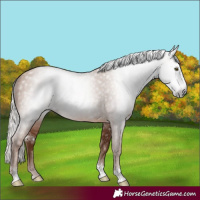 Horse Color:Gray Silver Sable Champagne Sabino Rabicano 