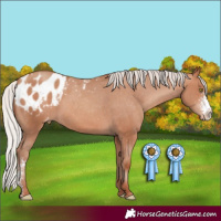 Horse Color:Silver Sable Champagne Sabino Appaloosa Rabicano 