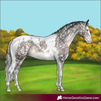 Horse Color:Brown Dun Mushroom Splash Tobiano Appaloosa 