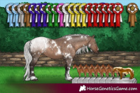 Horse Color:White Spotted Silver Bay Dun Mushroom