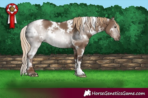 Horse Color:White Spotted Liver Red Dun