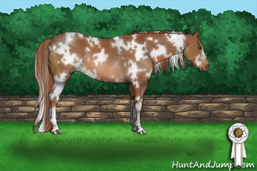 Horse Color:White Spotted Chestnut Rabicano 