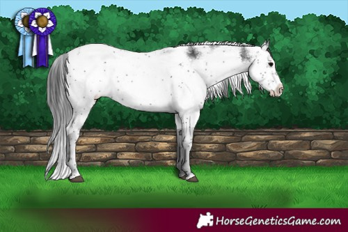 Horse Color:Black Sabino Rabicano