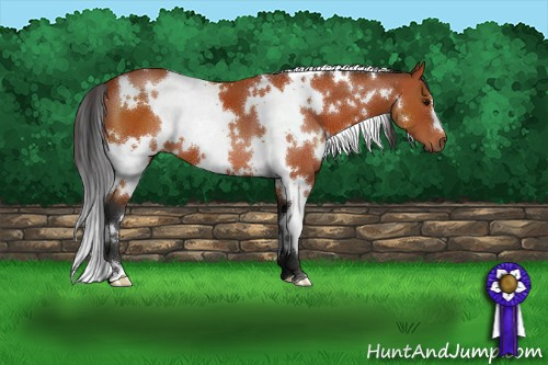 Horse Color:White Spotted Bay 