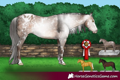 Horse Color:Gray White Spotted Sable Champagne Sabino Appaloosa Rabicano 