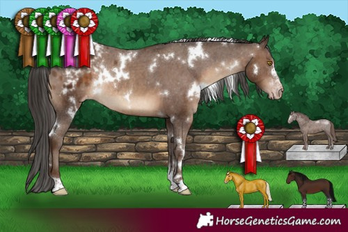 Horse Color:Gray White Spotted Sable Champagne Sabino Appaloosa Rabicano 