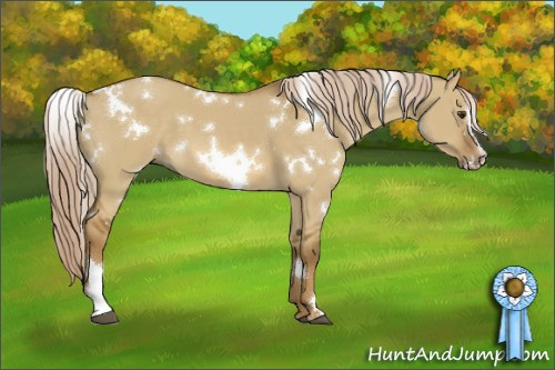 Horse Color:White Spotted Chocolate Palomino Dun Sabino 