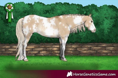 Horse Color:White Spotted Chocolate Palomino Dun Sabino Rabicano 