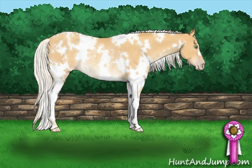Horse Color:White Spotted Gold Cream Champagne Rabicano 