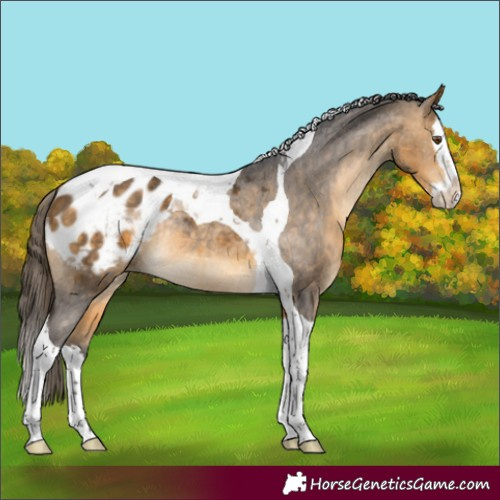 Horse Color:Buckskin Splash Tobiano Appaloosa Rabicano 